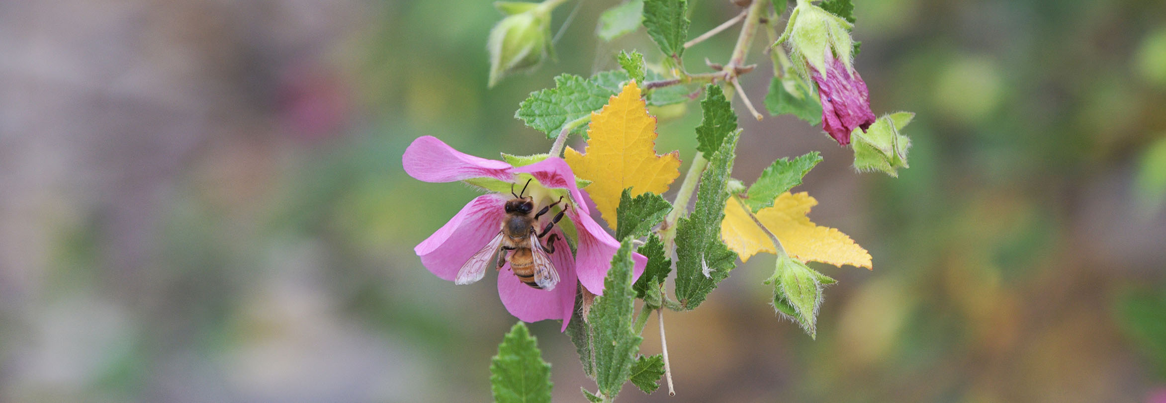 Drought-tolerant garden planting